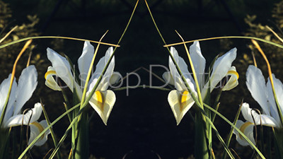 White Iris Mirror Reflection
