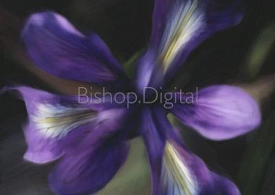 Illuminated Purple Iris Painting